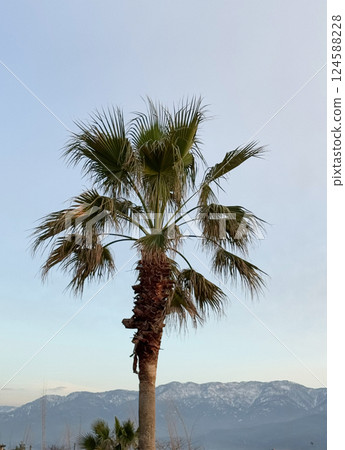 Single palm tree with a mountain backdrop at dusk 124588228