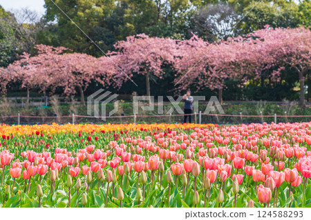 Spring at Nabana Village, with tulips in full bloom and Kawazu cherry blossoms (Kuwana City, Mie Prefecture) Spring at Nabana Village, with tulips in full bloom and Kawazu cherry blossoms (Kuwana City, Mie Prefecture) 124588293