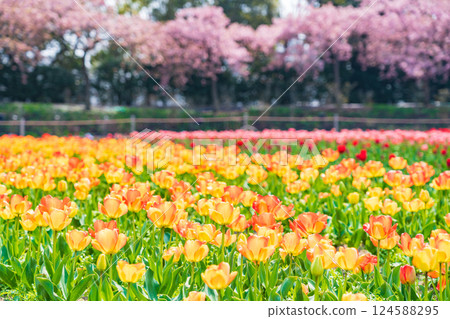 Spring at Nabana Village, with tulips in full bloom and Kawazu cherry blossoms (Kuwana City, Mie Prefecture) Spring at Nabana Village, with tulips in full bloom and Kawazu cherry blossoms (Kuwana City, Mie Prefecture) 124588295