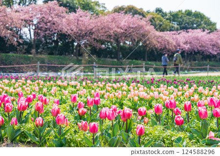 Spring at Nabana Village, with tulips in full bloom and Kawazu cherry blossoms (Kuwana City, Mie Prefecture) 124588296