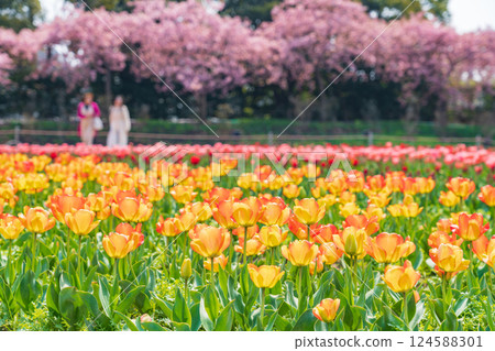 Spring at Nabana Village, with tulips in full bloom and Kawazu cherry blossoms (Kuwana City, Mie Prefecture) 124588301