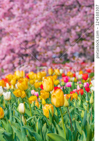 Spring at Nabana Village, with tulips in full bloom and Kawazu cherry blossoms (Kuwana City, Mie Prefecture) 124588307