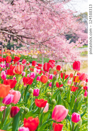 Spring at Nabana Village, with tulips in full bloom and Kawazu cherry blossoms (Kuwana City, Mie Prefecture) 124588313