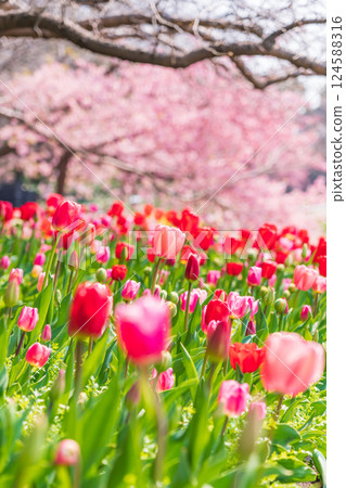 鬱金香與河津櫻花盛開的名花村春天(三重縣桑名市) 鬱金香與河津櫻花盛開的名花村春天(三重縣桑名市) 124588316