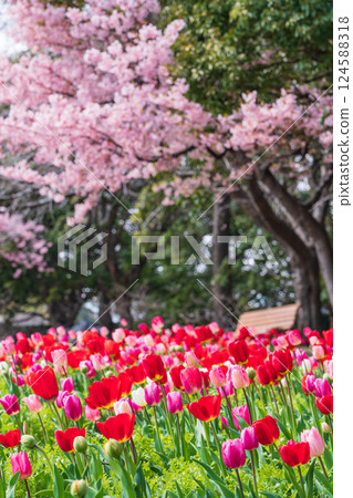 Spring at Nabana Village, with tulips in full bloom and Kawazu cherry blossoms (Kuwana City, Mie Prefecture) 124588318