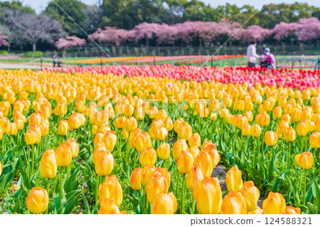 鬱金香與河津櫻花盛開的名花村春天（三重縣桑名市） 124588321