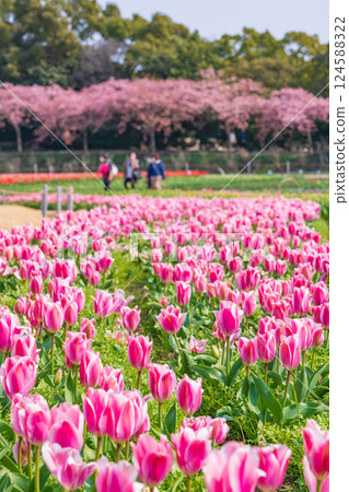 Spring at Nabana Village, with tulips in full bloom and Kawazu cherry blossoms (Kuwana City, Mie Prefecture) Spring at Nabana Village, with tulips in full bloom and Kawazu cherry blossoms (Kuwana City, Mie Prefecture) 124588322