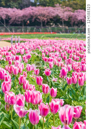 Spring at Nabana Village, with tulips in full bloom and Kawazu cherry blossoms (Kuwana City, Mie Prefecture) 124588323