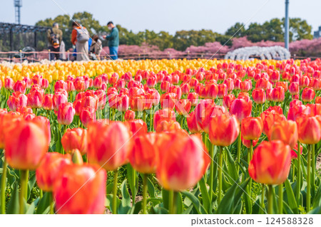 鬱金香與河津櫻花盛開的名花村春天(三重縣桑名市) 鬱金香與河津櫻花盛開的名花村春天(三重縣桑名市) 124588328