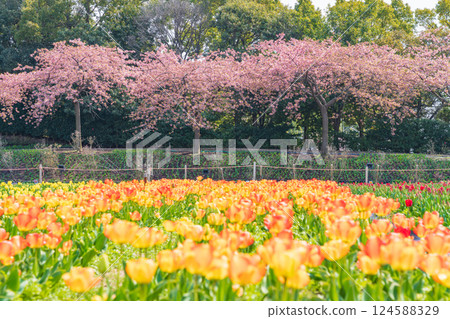 Spring at Nabana Village, with tulips in full bloom and Kawazu cherry blossoms (Kuwana City, Mie Prefecture) 124588329