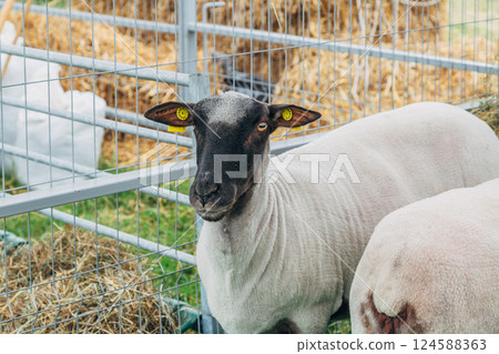 Black and white fluffy sheep eat hay, leaning out from behind the fence of the pen on the farm Black and white fluffy sheep eat hay, leaning out from behind the fence of the pen on the farm 124588363