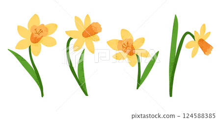 Stylized illustration of four yellow daffodils Stylized illustration of four yellow daffodils 124588385