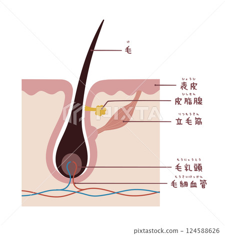 頭髮根部的橫切面圖及名稱 124588626