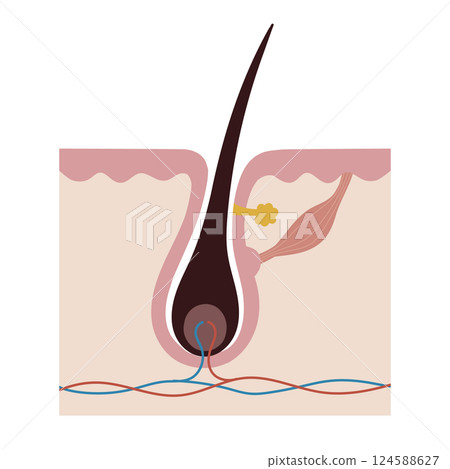 髮根的剖面圖 124588627