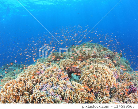 Enjoy scuba diving in the crystal clear waters of Miyakojima, Okinawa | The underwater world of a tropical resort 124589563