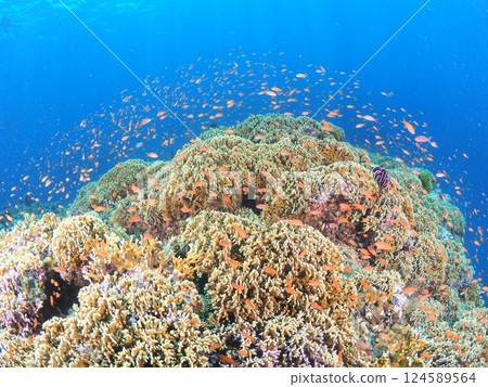 在沖繩宮古島清澈的海水中享受水肺潛水 |熱帶度假勝地的海底世界 在沖繩宮古島清澈的海水中享受水肺潛水 |熱帶度假勝地的海底世界 124589564