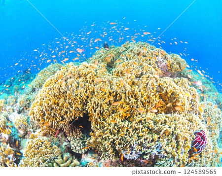Enjoy scuba diving in the crystal clear waters of Miyakojima, Okinawa | The underwater world of a tropical resort Enjoy scuba diving in the crystal clear waters of Miyakojima, Okinawa | The underwater world of a tropical resort 124589565