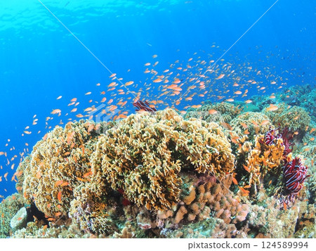 Scuba diving in the coral reefs of Miyakojima, Okinawa | The underwater world of a tropical resort 124589994