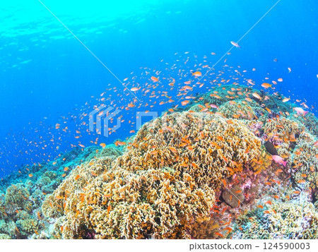 在沖繩宮古島的珊瑚礁中潛水 |熱帶度假勝地的海底世界 124590003