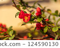 西多美花，又稱草葉草花 124590130