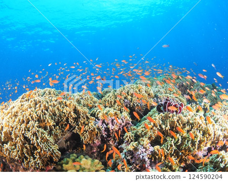 沖繩宮古島的珊瑚礁和藍色大海 |在熱帶島嶼享受水肺潛水 124590204