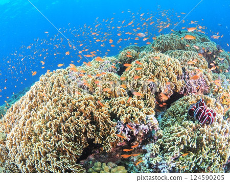 Scuba diving in the coral reefs of Miyakojima, Okinawa | The underwater world of a tropical resort 124590205