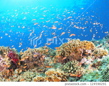 Perfect for travel brochures | Beautiful ocean and scuba diving scenery in Miyakojima, Okinawa 124590291