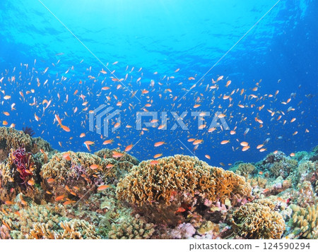 Enjoy scuba diving in the clear tropical waters | Coral reefs and tropical fish in Miyakojima, Okinawa 124590294