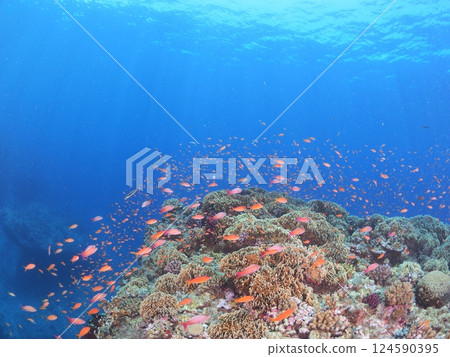 Beautiful coral reefs and tropical fish in Miyakojima, Okinawa | Enjoy scuba diving in the clear blue sea Beautiful coral reefs and tropical fish in Miyakojima, Okinawa | Enjoy scuba diving in the clear blue sea 124590395