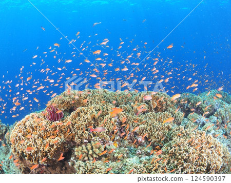 沖繩宮古島美麗的珊瑚礁和熱帶魚 |在清澈蔚藍的海水中享受潛水的樂趣 沖繩宮古島美麗的珊瑚礁和熱帶魚 |在清澈蔚藍的海水中享受潛水的樂趣 124590397