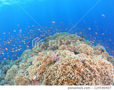 Beautiful coral reefs and tropical fish in Miyakojima, Okinawa | Enjoy scuba diving in the clear blue sea 124590407