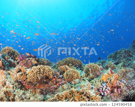 熱帶度假村的壯觀水下風光 |體驗宮古島的水肺潛水和珊瑚礁 熱帶度假村的壯觀水下風光 |體驗宮古島的水肺潛水和珊瑚礁 124590458