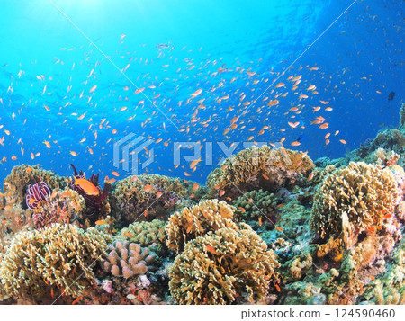 Spectacular underwater scenery at a tropical resort | Experience scuba diving and the coral reefs in Miyakojima 124590460