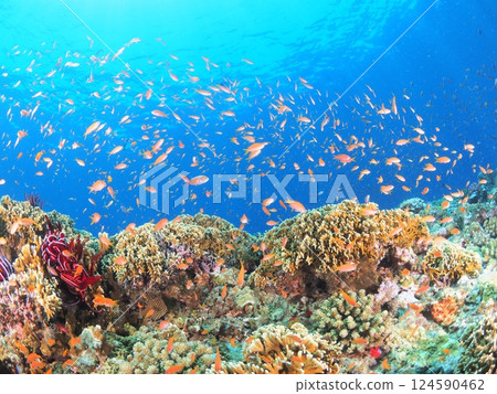 熱帶度假村的壯觀水下風光 |體驗宮古島的水肺潛水和珊瑚礁 124590462