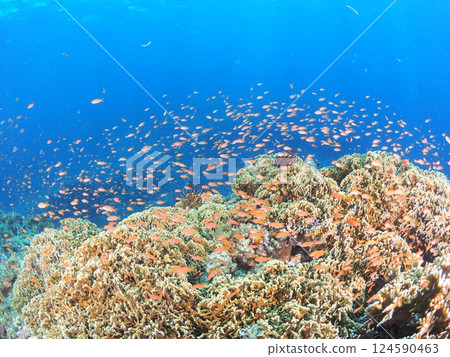 熱帶度假村的壯觀水下風光 |體驗宮古島的水肺潛水和珊瑚礁 124590463