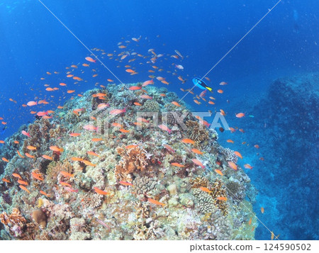 Enjoy scuba diving in the spectacular coral reefs of Yaebisho | The crystal clear waters of Miyakojima, Okinawa Enjoy scuba diving in the spectacular coral reefs of Yaebisho | The crystal clear waters of Miyakojima, Okinawa 124590502