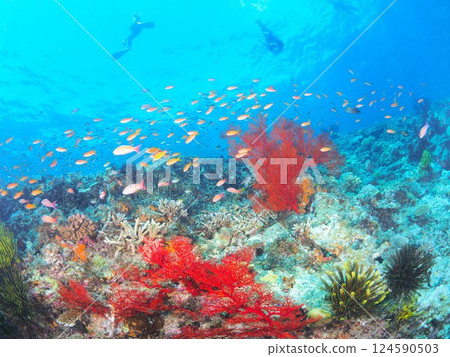 享受在八重莊壯觀的珊瑚礁中潛水的樂趣 |沖繩宮古島清澈的海水 124590503