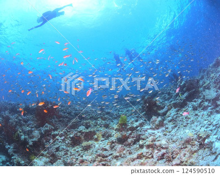 沖繩宮古島八重莊的美麗珊瑚礁和熱帶魚 |一次奇妙的潛水體驗 沖繩宮古島八重莊的美麗珊瑚礁和熱帶魚 |一次奇妙的潛水體驗 124590510
