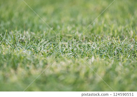 Green mown lawn, natural background, selective focus 124590551
