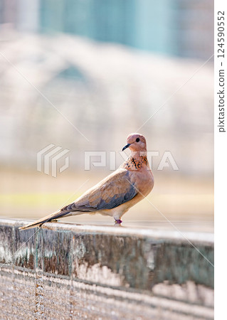 laughing dove, Spilopelia senegalensis, small pigeon close up 124590552