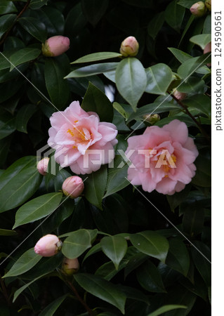 Beautiful pink rose 124590561