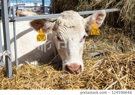White cows in the corral close up. Agricultural Exhibition. White cows in the corral close up. Agricultural Exhibition. 124590648
