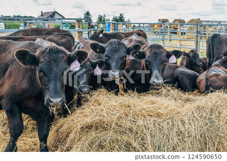 Black Angus calves in the open air Black Angus calves in the open air 124590650