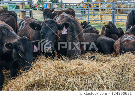 Black Angus calves in the open air Black Angus calves in the open air 124590651