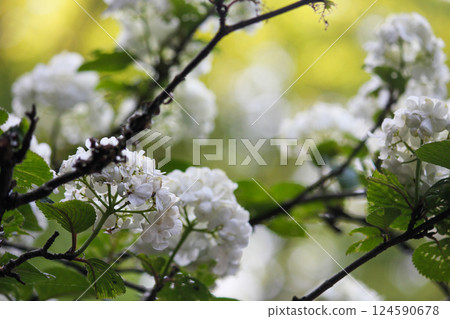 The giant snowbell at Hokokuji Temple in Kamakura 124590678