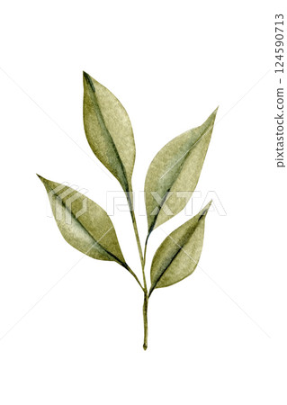 Watercolor botanical illustration of green leafy branch, hand painted isolated foliage clipart for nature design project 124590713