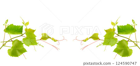 Grapevine with bright green leaves isolated on white background. Free space for text. 124590747