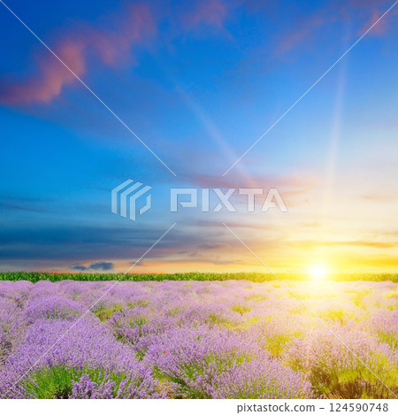 Field with blooming lavender and bright sun. 124590748