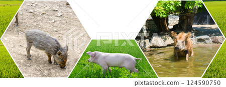 Portraits of cute pigs in the meadow. Mosaic pattern. Collage. 124590750