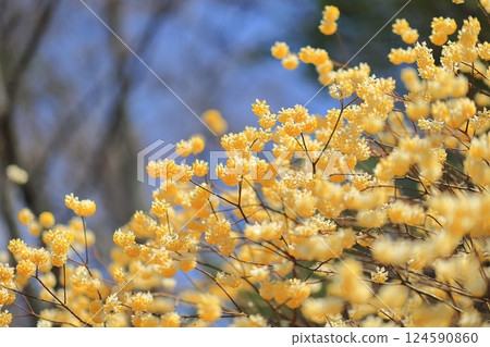 三椏花簇 三椏花簇 124590860